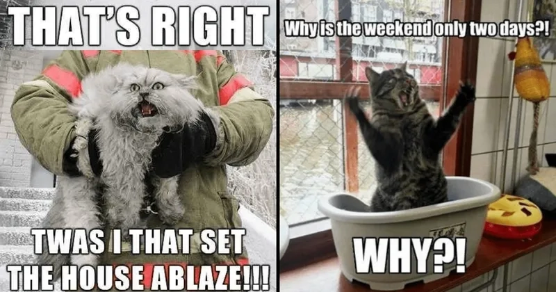 This coming back to work after a long weekend meme is too real