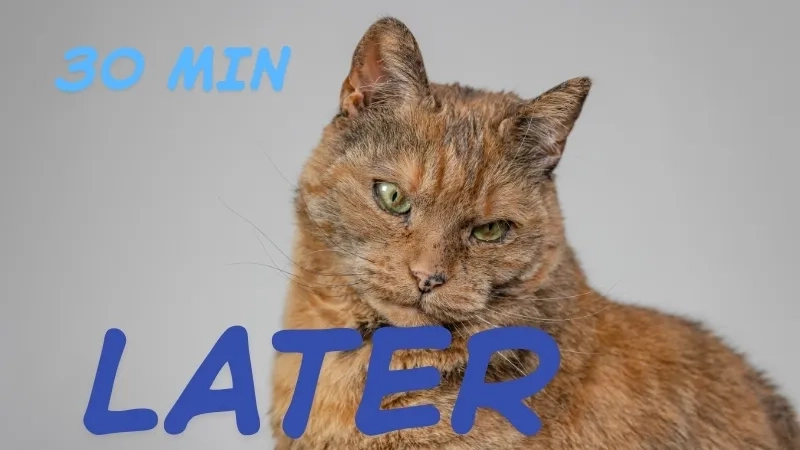 The classic 30 minutes later meme from SpongeBob