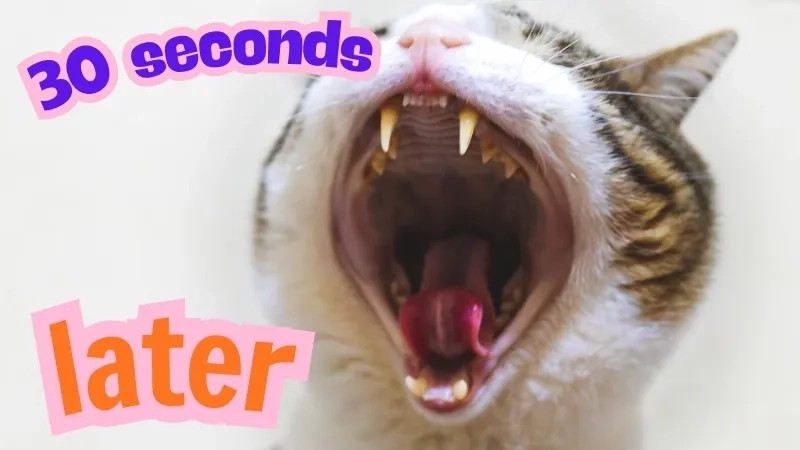 The classic font of the spongebob narrator voice cards