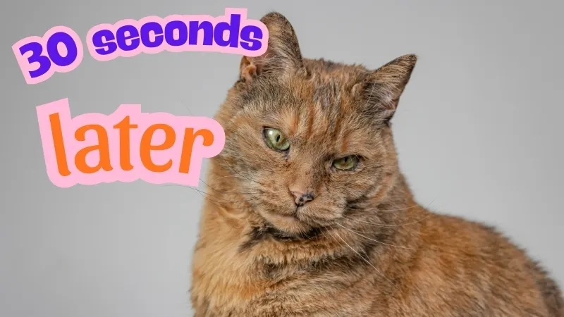 A screenshot of spongebob 30 seconds later