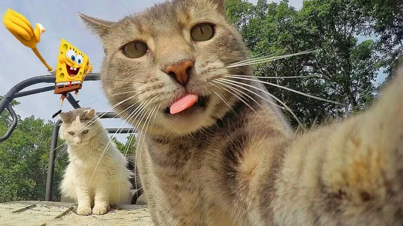 The iconic sad cat, also known as the crying cat meme