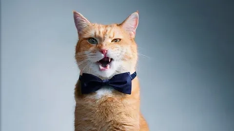 The ultimate meme cat meme collection