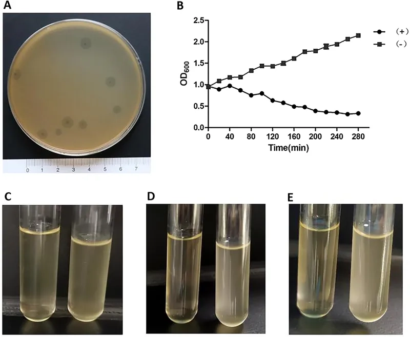 Contagious Acinetobacter baumannii requires hand hygiene