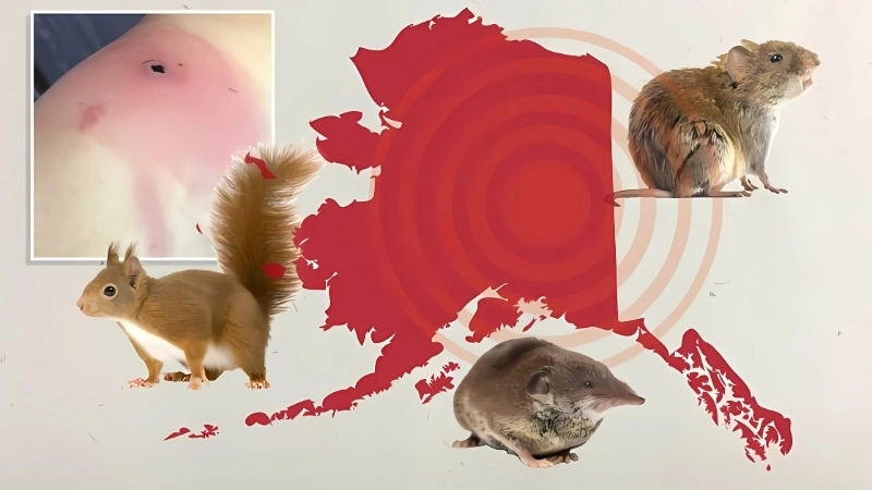 Alaskapox virus raises concern in Alaska