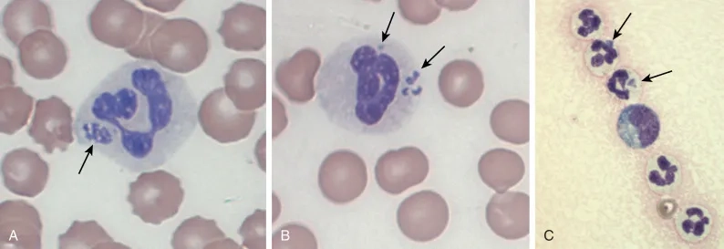 A vet with antibiotics for anaplasmosis in dogs