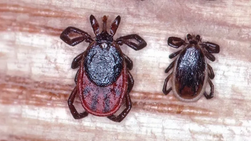 Doctor discussing anaplasmosis treatment with a patient