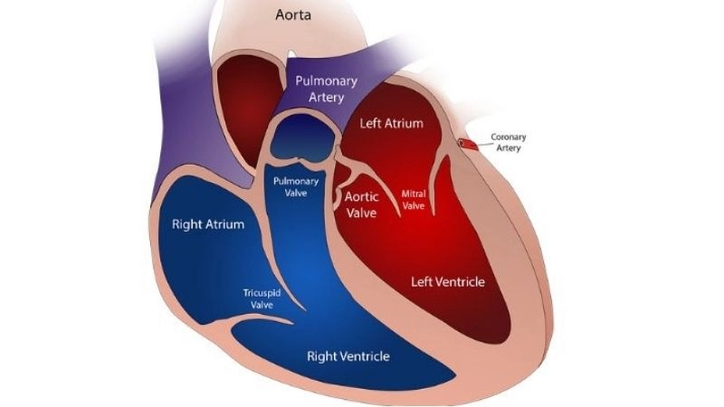 Aortic Stenosis Heart Murmur key early warning sign