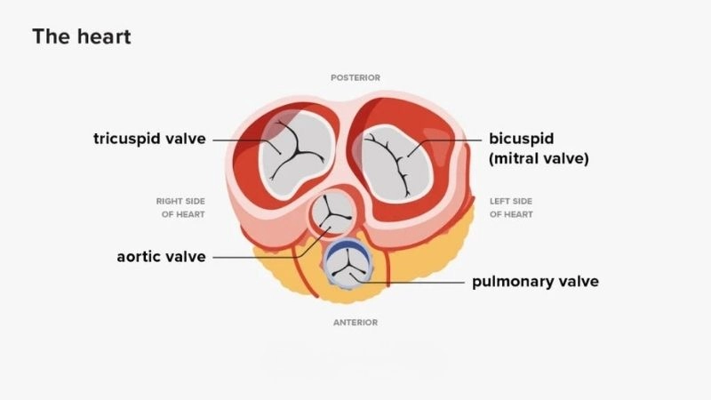 Aortic valve atresia surgery procedures and recovery