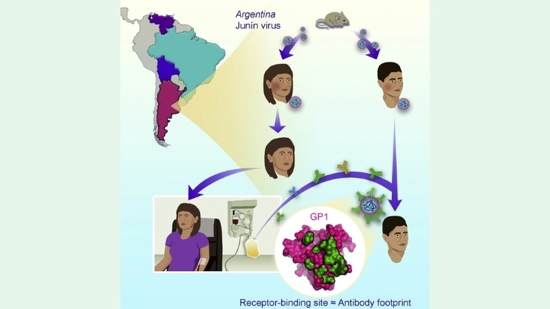 Argentine Hemorrhagic Fever Buenos Aires outbreak