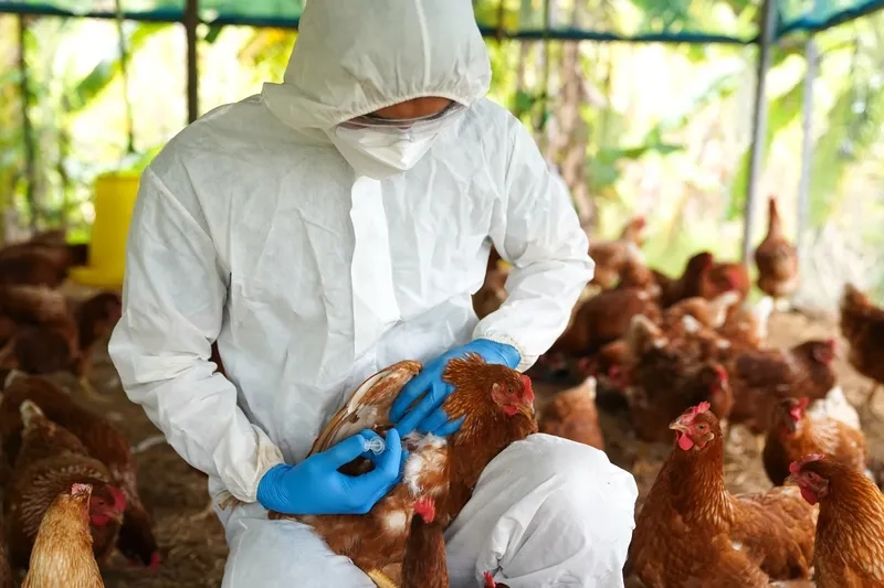 Farmer in protective gear for avian influenza prevention