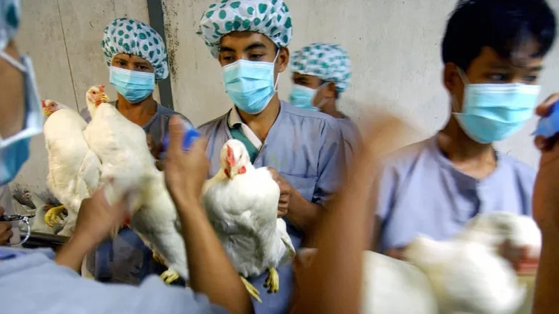 A guide on how to prevent avian influenza with good hygiene