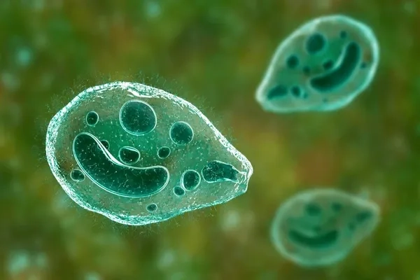 Close-up of the ciliate protozoan Balantidium coli