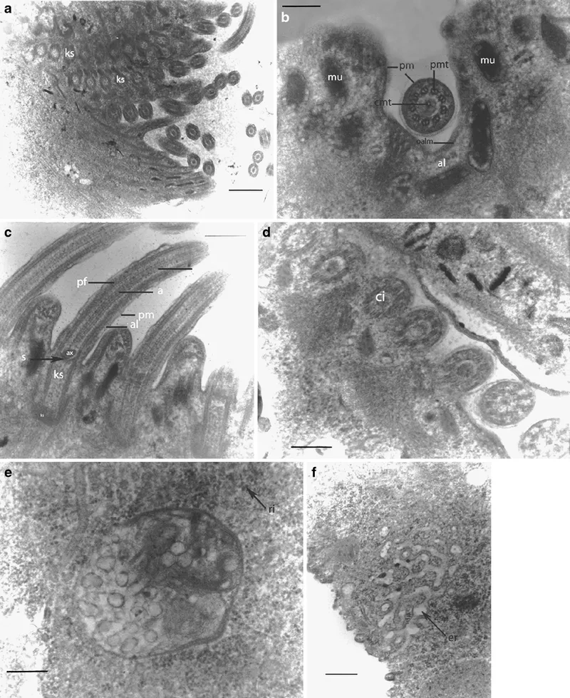 Laboratory technician performing a balantidiasis diagnosis