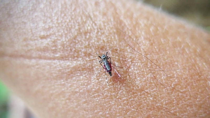 Barmah Forest Virus Disease linked to Barmah Forest fever cases