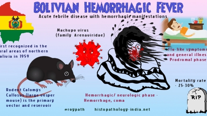 Bolivian Hemorrhagic Fever symptoms explained