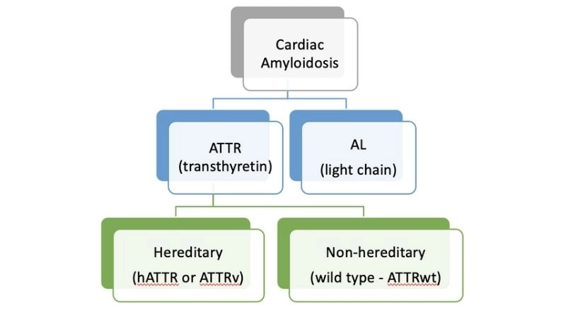 Link between amyloidosis and heart failure