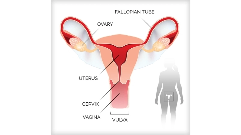 HPV vaccine protects against Cervical Cancer risk