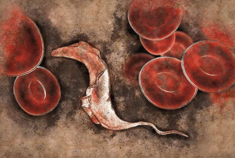 Chronic Chagas disease heart problems are a serious concern