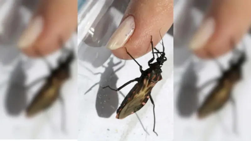 Recognizing Chagas disease symptoms is crucial for early care