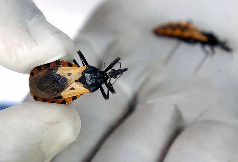 Chagas disease kissing bug pictures help in identification