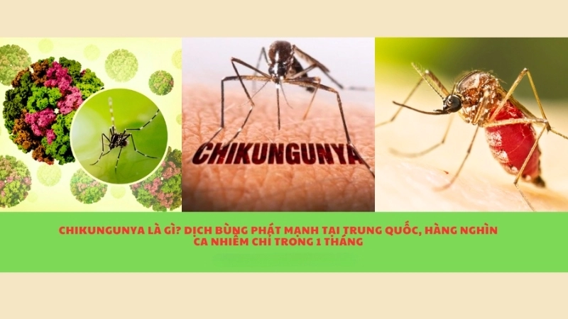 Control Aedes albopictus in your area