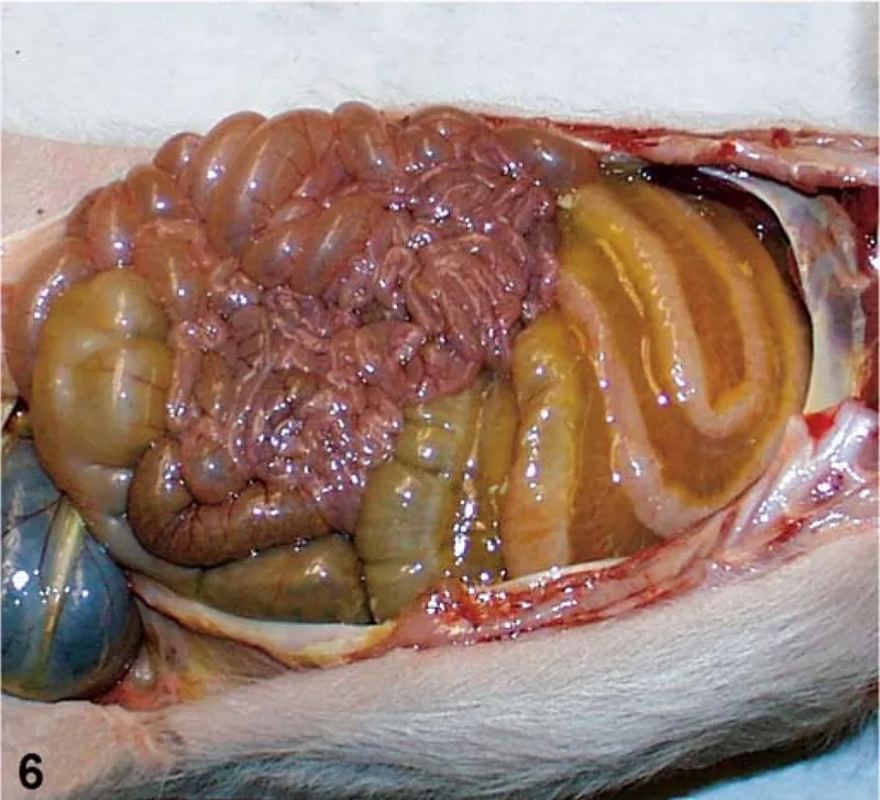 A lab technician performing a C. diff diagnosis test