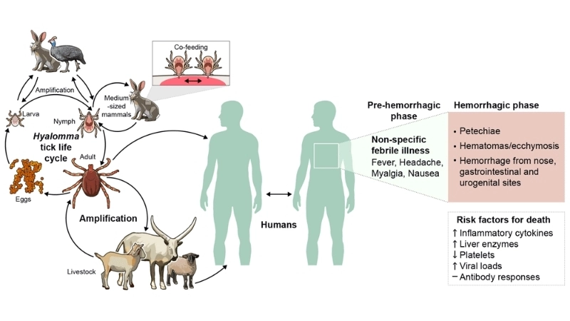 Nairovirus includes dangerous hemorrhagic fever viruses