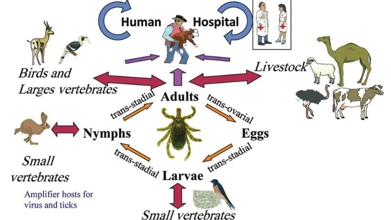 CCHF transmission mainly occurs via Hyalomma ticks