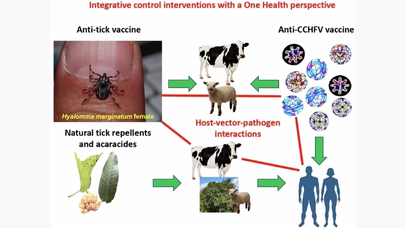 CCHF prevention relies on avoiding tick bites