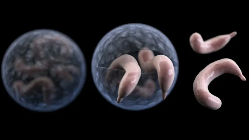 Chart illustrating cryptosporidiosis symptoms
