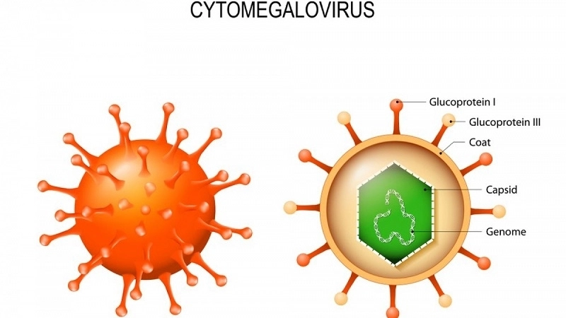 Cytomegalovirus (CMV) Infection cmv in pregnancy