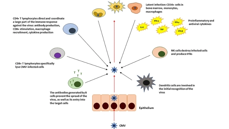 Cytomegalovirus (CMV) Infection cmv pcr test