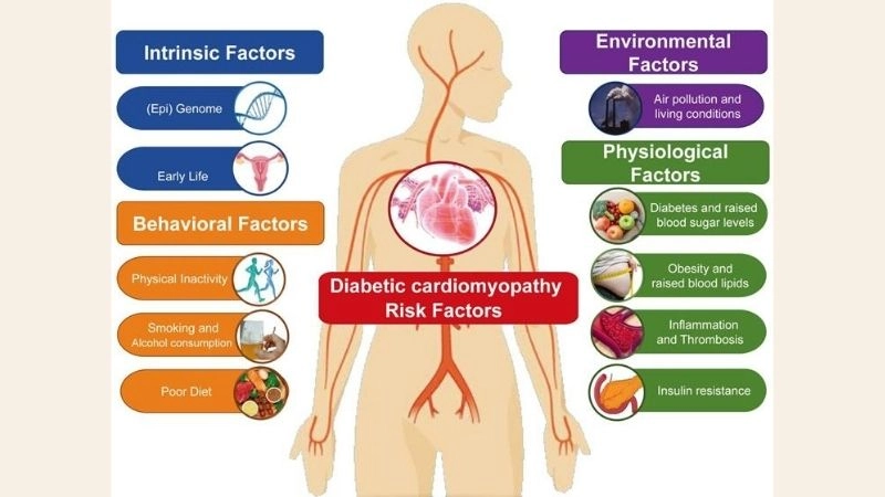 Diabetic cardiomyopathy causes understanding the main triggers