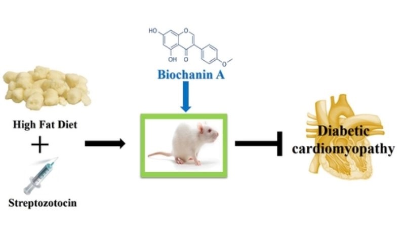 Diabetic cardiomyopathy heart failure risk of severe damage