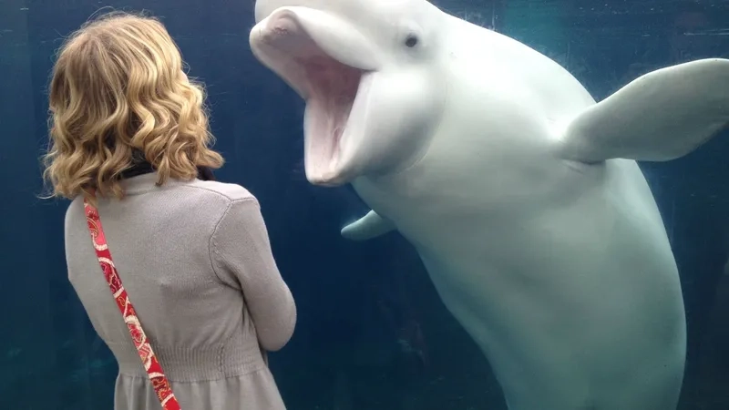 A retro Ecco the dolphin meme