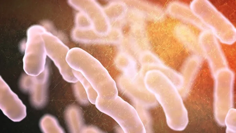 The signs of e coli food poisoning