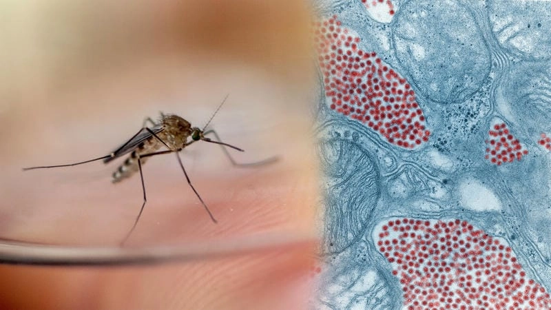 Effective measures for the prevention of EEE