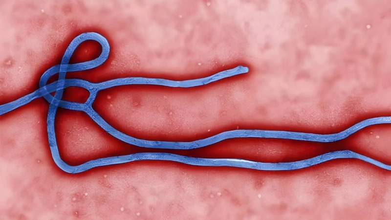 Ebola transmission ways to stay safe today