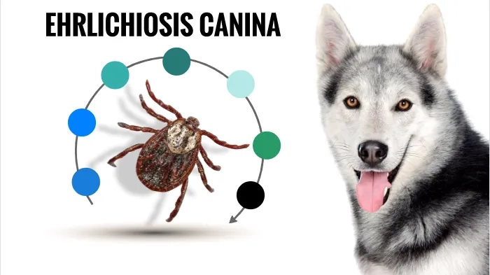 An infographic: is ehrlichiosis contagious among humans