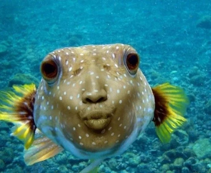 The origin of the blub blub fish meme sound