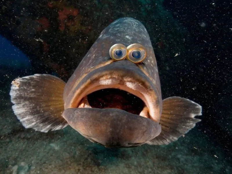 Using the confused fish meme for a school joke