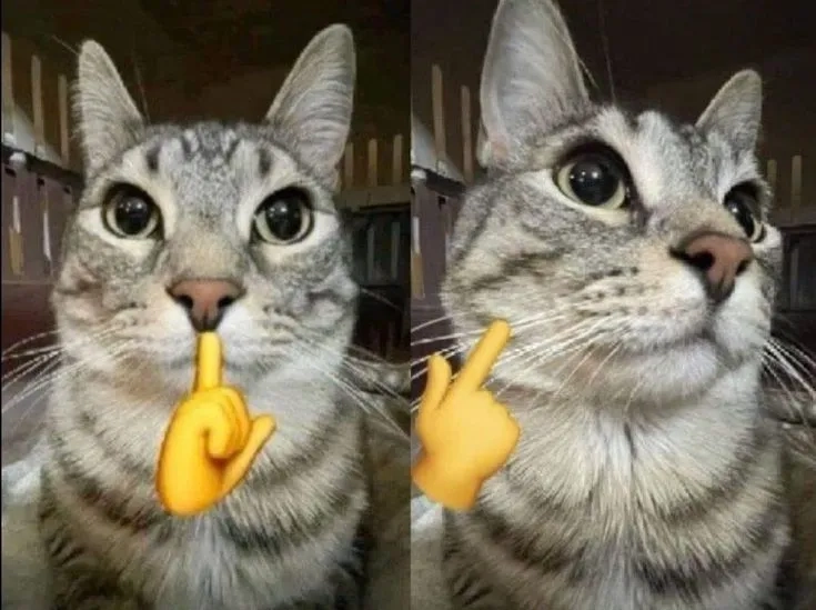 One of the top funny cat memes of the year