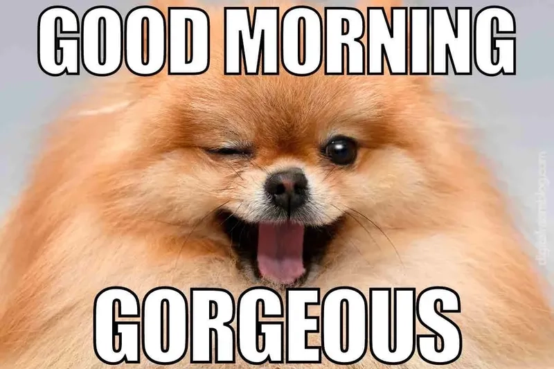 A hilarious good morning cat meme to share