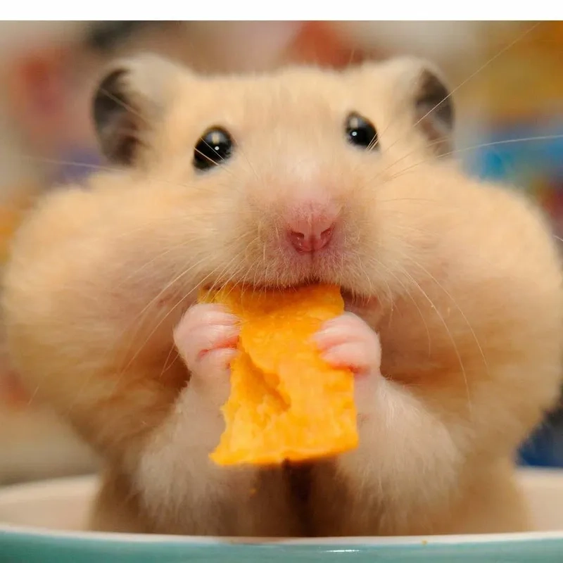 The energetic running hamster wheel meme