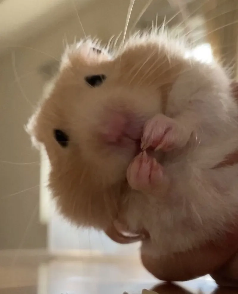 The viral hamster meme tiktok trend