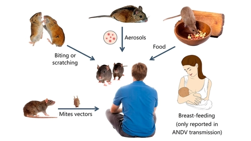 Understand Hantavirus transmission routes