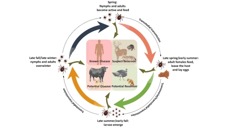 Heartland Virus Disease linked to Heartland virus