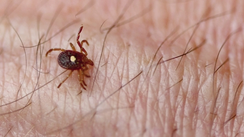 Heartland Virus Disease confirmed after virus diagnosis