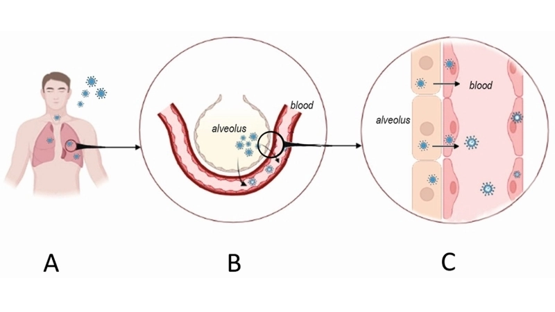 All about Hantavirus and HFRS risks