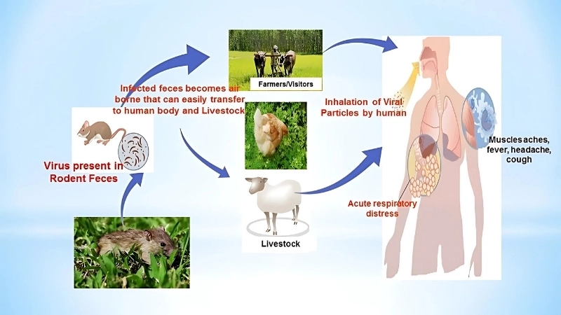 Explore Hantavirus vaccine to prevent HFRS
